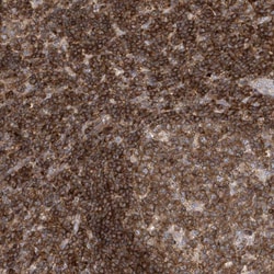 Invitrogen PSD4 Polyclonal Antibody 100 &mu;L; Unconjugated:Antibodies,