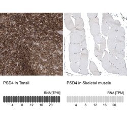 Invitrogen PSD4 Polyclonal Antibody 100 &mu;L; Unconjugated:Antibodies,