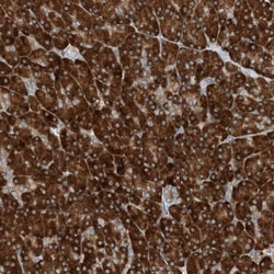 Invitrogen PHOSPHO2 Polyclonal Antibody 100 &mu;L; Unconjugated:Antibodies,