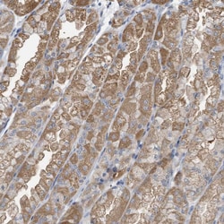 Invitrogen C2orf43 Polyclonal Antibody 100 &mu;L; Unconjugated:Antibodies,