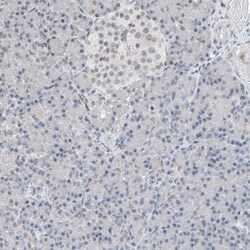 Invitrogen RBP7 Polyclonal Antibody 100 &mu;L; Unconjugated:Antibodies,