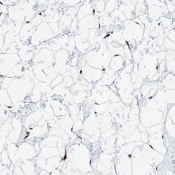 Invitrogen RBP7 Polyclonal Antibody 100 &mu;L; Unconjugated:Antibodies,