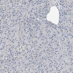 Invitrogen RBP7 Polyclonal Antibody 100 &mu;L; Unconjugated:Antibodies,