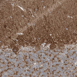 Invitrogen SLC4A10 Polyclonal Antibody 100 &mu;L; Unconjugated:Antibodies,