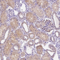 Invitrogen NXPH2 Polyclonal Antibody 100 &mu;L; Unconjugated:Antibodies,