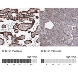 Invitrogen GFM1 Polyclonal Antibody 100 μL; Unconjugated:Antibodies,
