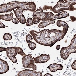 Invitrogen GFM1 Polyclonal Antibody 100 μL; Unconjugated:Antibodies,