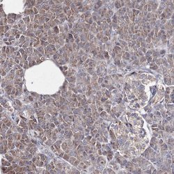 Invitrogen GFM1 Polyclonal Antibody 100 μL; Unconjugated:Antibodies,