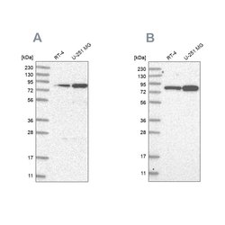 Invitrogen GFM1 Polyclonal Antibody 100 μL; Unconjugated:Antibodies,
