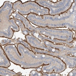 Invitrogen ZNF793 Polyclonal Antibody 100 &mu;L; Unconjugated:Antibodies,