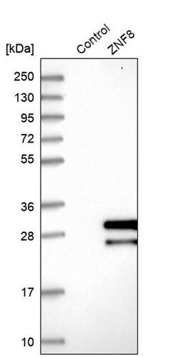 Invitrogen ZNF8 Polyclonal Antibody 100 &mu;L; Unconjugated:Antibodies,