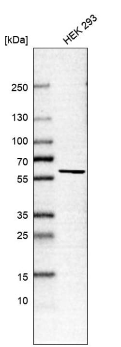 Invitrogen TTC15 Polyclonal Antibody 100 &mu;L; Unconjugated:Antibodies,