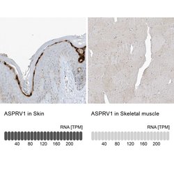 Invitrogen ASPRV1 Polyclonal Antibody 100 &mu;L; Unconjugated:Antibodies,