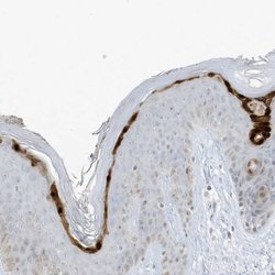 Invitrogen ASPRV1 Polyclonal Antibody 100 &mu;L; Unconjugated:Antibodies,