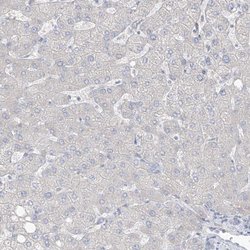 Invitrogen ASPRV1 Polyclonal Antibody 100 &mu;L; Unconjugated:Antibodies,