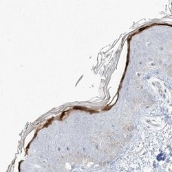 Invitrogen ASPRV1 Polyclonal Antibody 100 &mu;L; Unconjugated:Antibodies,