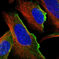 Invitrogen UBTD1 Polyclonal Antibody 100 &mu;L; Unconjugated:Antibodies,