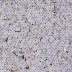 Invitrogen UBTD1 Polyclonal Antibody 100 &mu;L; Unconjugated:Antibodies,