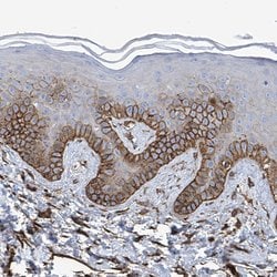 Invitrogen UBTD1 Polyclonal Antibody 100 &mu;L; Unconjugated:Antibodies,