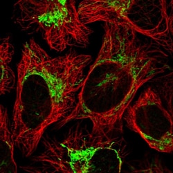 Invitrogen GTPBP8 Polyclonal Antibody 100 &mu;L; Unconjugated:Antibodies,