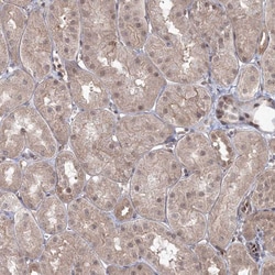Invitrogen ZFAND6 Polyclonal Antibody 100 &mu;L; Unconjugated:Antibodies,