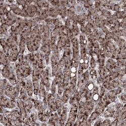 Invitrogen ZFAND6 Polyclonal Antibody 100 &mu;L; Unconjugated:Antibodies,