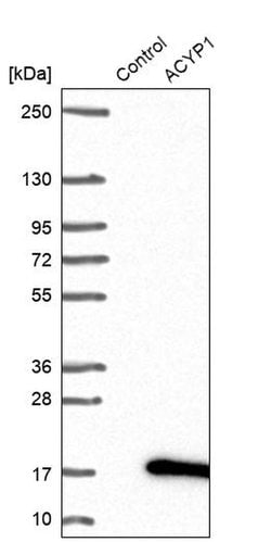 Invitrogen ACYP1 Polyclonal Antibody 100 &mu;L; Unconjugated:Antibodies,