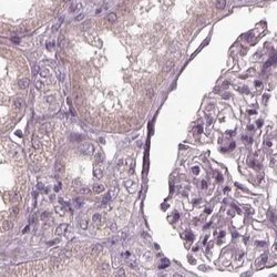 Invitrogen Opticin Polyclonal Antibody 100 &mu;L; Unconjugated:Antibodies,