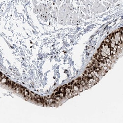 SLC25A53 Polyclonal Antibody:Antibodies, Polyclonal