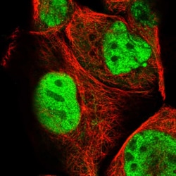 Invitrogen ARGLU1 Polyclonal Antibody 100 &mu;L; Unconjugated:Antibodies,
