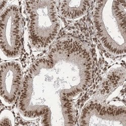 Invitrogen ARGLU1 Polyclonal Antibody 100 &mu;L; Unconjugated:Antibodies,