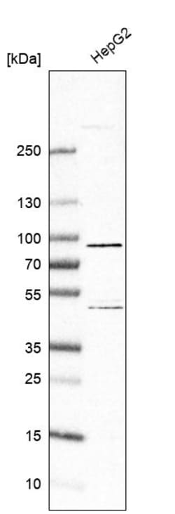 Invitrogen SLC6A12 Polyclonal Antibody 100 &mu;L | Buy Online | Invitrogen&trade; | Fisher Scientific