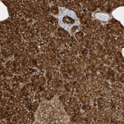 Invitrogen Cdc42EP3 Polyclonal Antibody 100 &mu;L; Unconjugated:Antibodies,