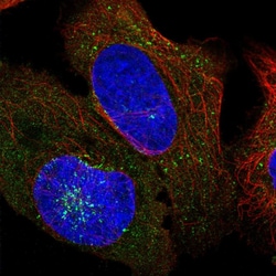Invitrogen AFTPH Polyclonal Antibody 100 &mu;L; Unconjugated:Antibodies,