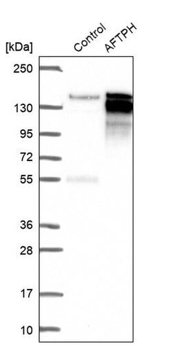 Invitrogen AFTPH Polyclonal Antibody 100 &mu;L; Unconjugated:Antibodies,