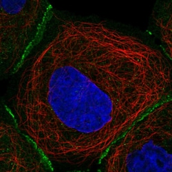 Invitrogen Fibulin 7 Polyclonal Antibody 100 &mu;L; Unconjugated:Antibodies,
