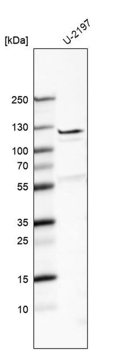 Invitrogen Fibulin 7 Polyclonal Antibody 100 &mu;L; Unconjugated:Antibodies,