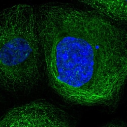 Invitrogen LANCL1 Polyclonal Antibody 100 &mu;L; Unconjugated:Antibodies,