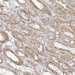 Invitrogen LANCL1 Polyclonal Antibody 100 &mu;L; Unconjugated:Antibodies,
