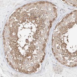 Invitrogen LANCL1 Polyclonal Antibody 100 &mu;L; Unconjugated:Antibodies,