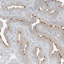 Invitrogen LANCL1 Polyclonal Antibody 100 &mu;L; Unconjugated:Antibodies,
