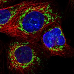 Invitrogen ATP5I Polyclonal Antibody 100 &mu;L; Unconjugated:Antibodies,