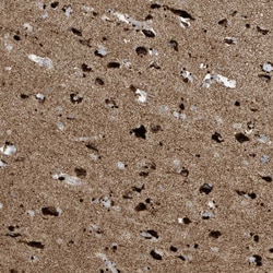 Invitrogen ATP5I Polyclonal Antibody 100 &mu;L; Unconjugated:Antibodies,