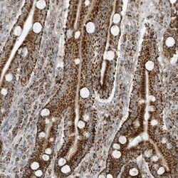 Invitrogen ATP5I Polyclonal Antibody 100 &mu;L; Unconjugated:Antibodies,