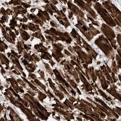 Invitrogen ATP5I Polyclonal Antibody 100 &mu;L; Unconjugated:Antibodies,