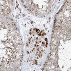 Invitrogen ATP5I Polyclonal Antibody 100 &mu;L; Unconjugated:Antibodies,