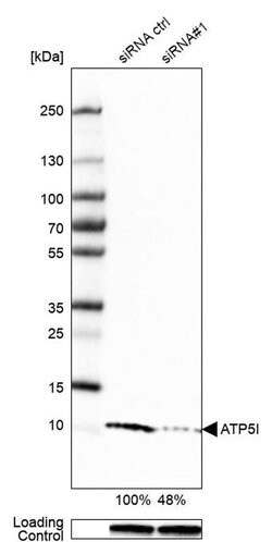 Invitrogen ATP5I Polyclonal Antibody 100 &mu;L; Unconjugated:Antibodies,