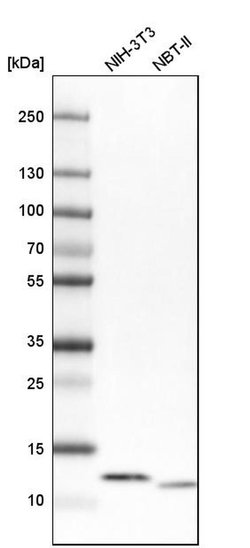 Invitrogen ATP5I Polyclonal Antibody 100 &mu;L; Unconjugated:Antibodies,