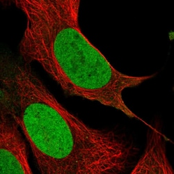 Invitrogen PCNP Polyclonal Antibody 100 &mu;L; Unconjugated:Antibodies,