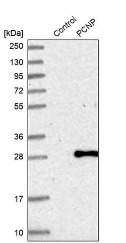 Invitrogen PCNP Polyclonal Antibody 100 &mu;L; Unconjugated:Antibodies,